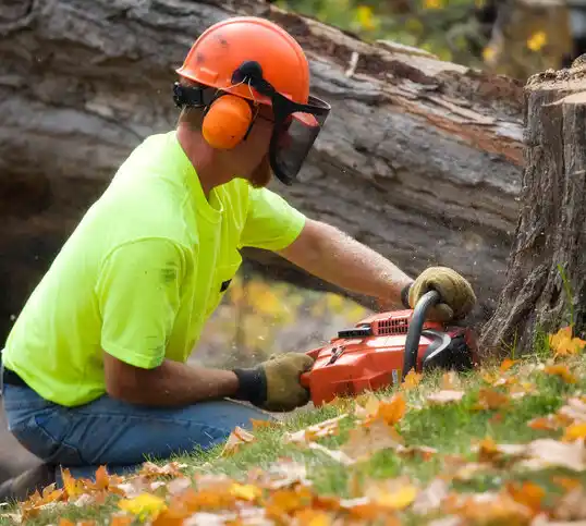 tree services South Amherst